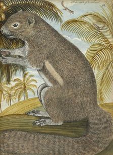 Sciurus plantani (Plantain squirrel), 1784. Creator: Jan Brandes