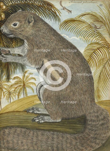 Sciurus plantani (Plantain squirrel), 1784. Creator: Jan Brandes.