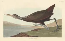 Scolopaceus Courlan, 1837. Creator: Robert Havell