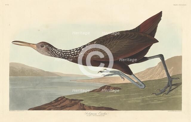 Scolopaceus Courlan, 1837. Creator: Robert Havell.