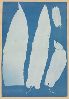 Scolopendrium Vulgare, 1852-1854. Creator: Anna Atkins (British, 1799-1871)
