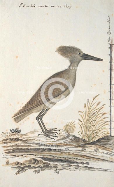 Scopus umbreitta (Hamerkop), 1777-1786. Creator: Robert Jacob Gordon.