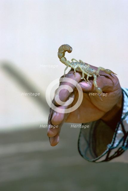 Scorpion.
