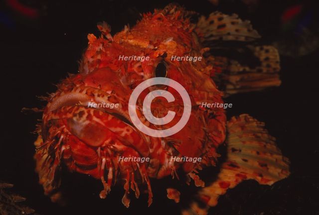 Scorpion Fish, (Peixe Carneiro), 20th century. Artist: CM Dixon.