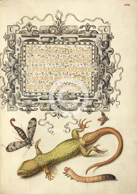 Scorpionfly, Insect, Lizard, and Insect Larva, 1561-1562; illumination added 1591-1596. Creator: Joris Hoefnagel.