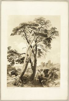 Scotch Fir, from The Park and the Forest, 1841. Creator: James Duffield Harding