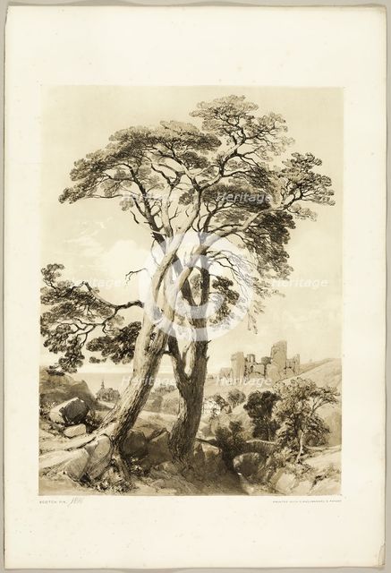 Scotch Fir, from The Park and the Forest, 1841. Creator: James Duffield Harding.