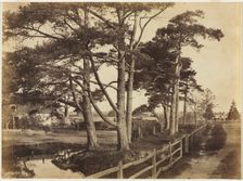 Scotch Firs, Hawkhurst, 1853. Creator: Benjamin Brecknell Turner (British, 1815-1894)