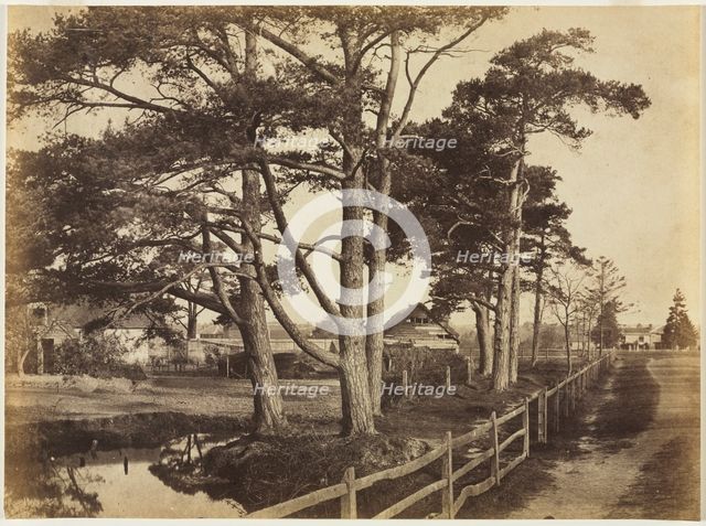 Scotch Firs, Hawkhurst, 1853. Creator: Benjamin Brecknell Turner (British, 1815-1894).