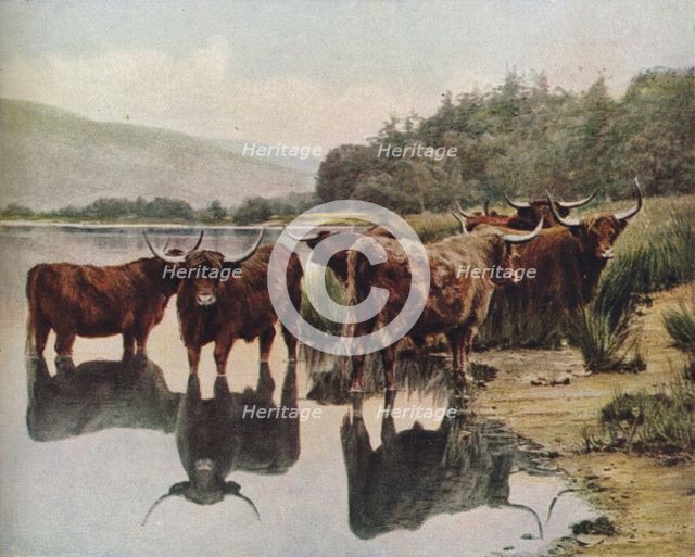 'Scotland', c1930s. Artist: C Reid.
