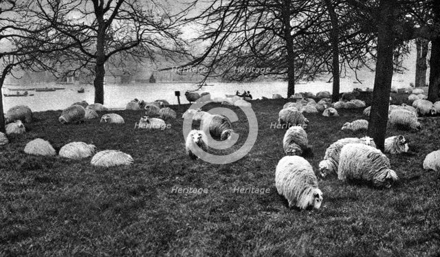 Scottish sheep by the Serpentine, Hyde Park, London, 1926-1927. Artist: Unknown