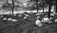 Scottish sheep by the Serpentine, Hyde Park, London, 1926-1927