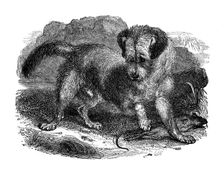 Scottish terrer, 1848