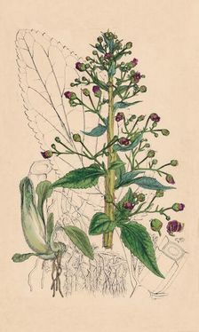 Scrophularia Ehrharti. Ehrhart's Water-Betony 19th Century