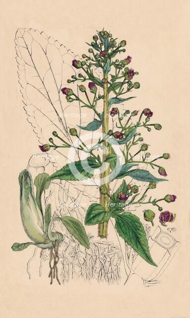 'Scrophularia Ehrharti. Ehrhart's Water-Betony', 19th Century. Artist: Unknown.