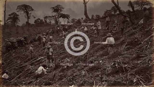 Setting out a Coffee Plantation at Antigua de Guatemala, 1875, published 1877. Creator: Eadweard J Muybridge.