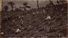Setting out a Coffee Plantation at Antigua de Guatemala, 1875, published 1877. Creator: Eadweard J Muybridge