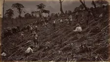 Setting out a Coffee Plantation at Antigua de Guatemala, 1875, published 1877. Creator: Eadweard J Muybridge
