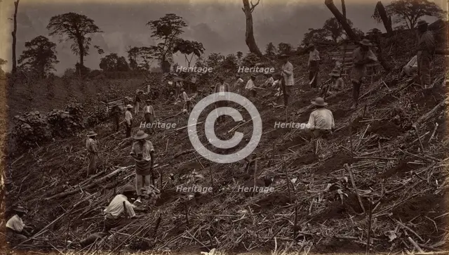 Setting out a Coffee Plantation at Antigua de Guatemala, 1875, published 1877. Creator: Eadweard J Muybridge.