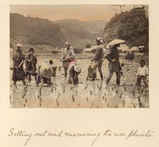 Setting out and manuring the rice plants, about 1873-1883. Creator: Shinichi Suzuki I