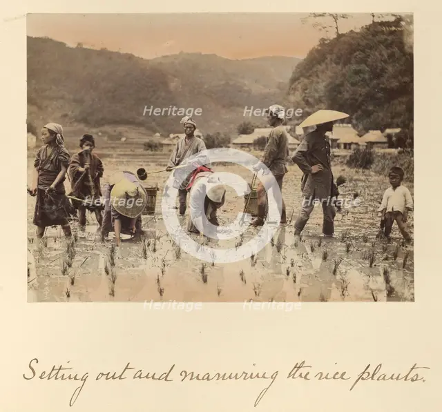 Setting out and manuring the rice plants, about 1873-1883. Creator: Shinichi Suzuki I.