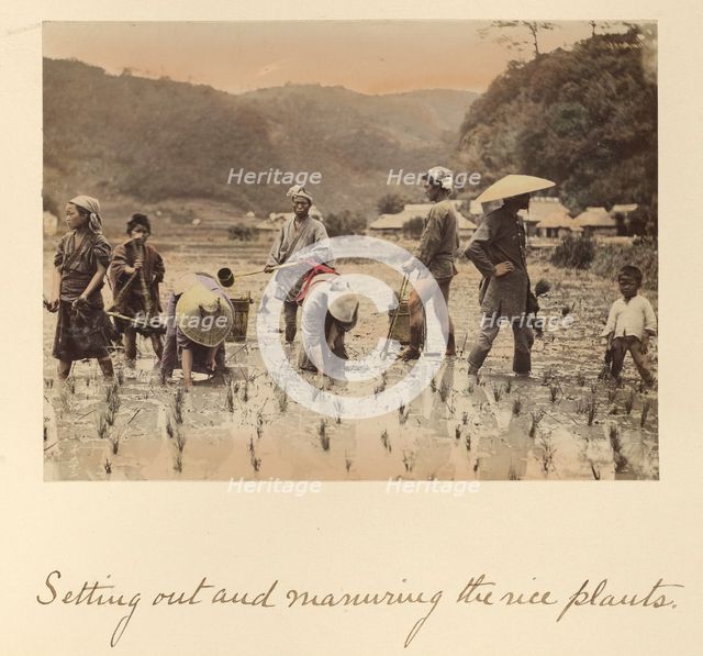 Setting out and manuring the rice plants, about 1873-1883. Creator: Shinichi Suzuki I.