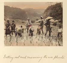 Setting out and manuring the rice plants, about 1873-1883. Creator: Shinichi Suzuki I