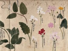 Seven flowering plants, one possibly a kingcup and six pinks (Dianthus species), 1870. Creator: Unknown