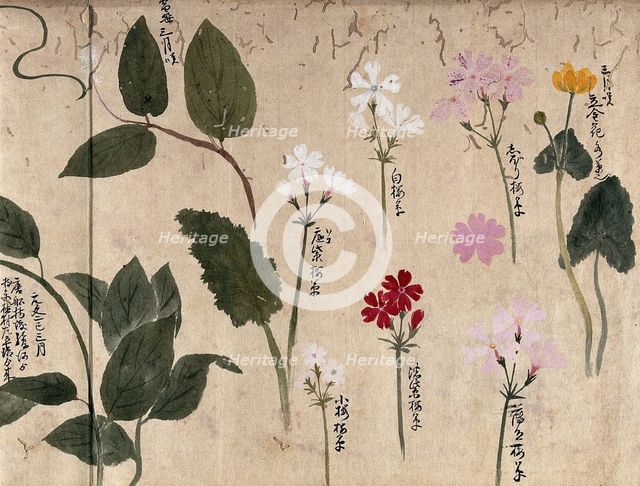 Seven flowering plants, one possibly a kingcup and six pinks (Dianthus species), 1870. Creator: Unknown.