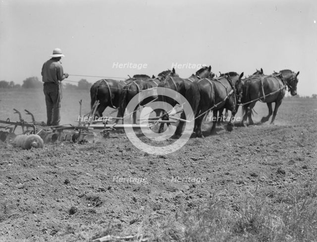 Seven-horse disc used in cultivating corn, Tulare County, California, 1937. Creator: Dorothea Lange.