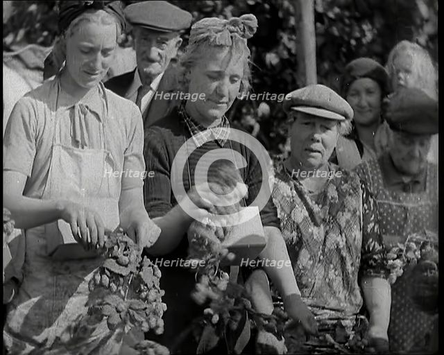 Several Women Picking Hops With Two of Them Wearing Their Gas Masks in a Box Around Their Necks,1939 Creator: British Pathe Ltd.