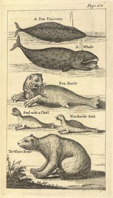 Several creatures, 1748. Creator: Unknown