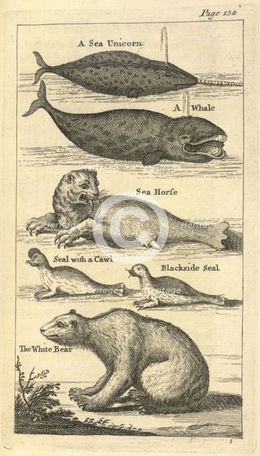 Several creatures, 1748.  Creator: Unknown.