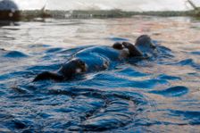 Sea Otter, Monterey Bay Aquarium, Monterey, California, USA, 2022. Creator: Ethel Davies