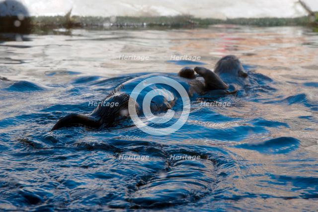 Sea Otter, Monterey Bay Aquarium, Monterey, California, USA, 2022. Creator: Ethel Davies.
