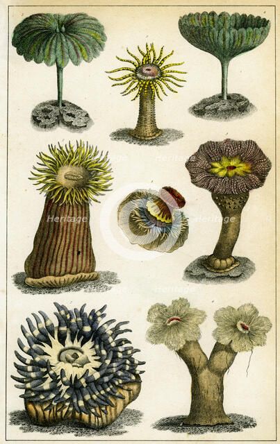 Sea anemones, c19th century.Artist: A Fullarton & Co