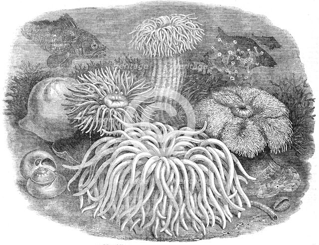 Sea Anemones in the Gardens of the Zoological Society, Regent's-Park, 1854. Creator: Unknown.