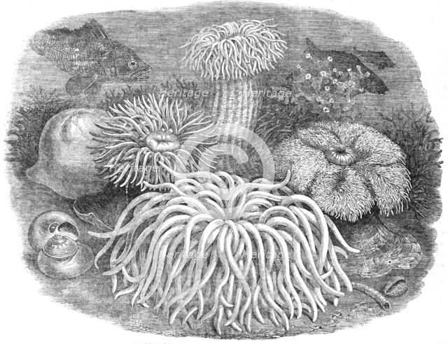 Sea Anemones in the Gardens of the Zoological Society, Regent's-Park, 1854. Creator: Unknown.