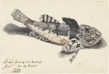 Sea bullhead, 1750. Creator: Johannes le Francq van Berkhey
