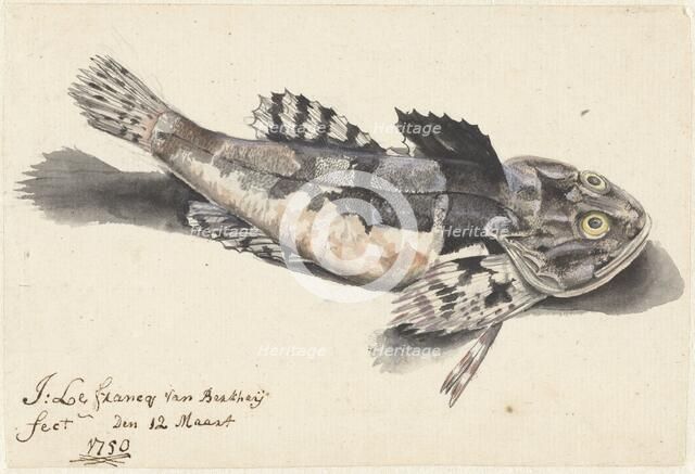 Sea bullhead, 1750. Creator: Johannes le Francq van Berkhey.