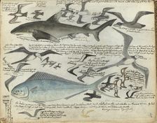 Sea birds and sea fish, 1778-1779. Creator: Jan Brandes