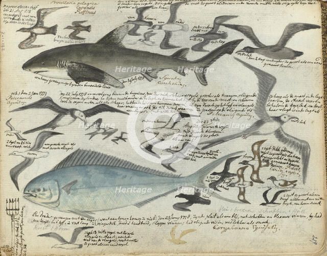Sea birds and sea fish, 1778-1779. Creator: Jan Brandes.