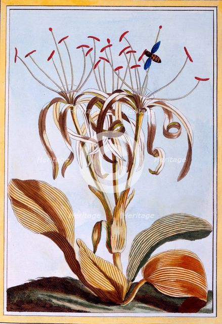 Sea Daffodil,  pub. 1776. Creator: Pierre Joseph Buchoz (1731-1807).