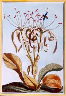 Sea Daffodil, pub. 1776. Creator: Pierre Joseph Buchoz (1731-1807)