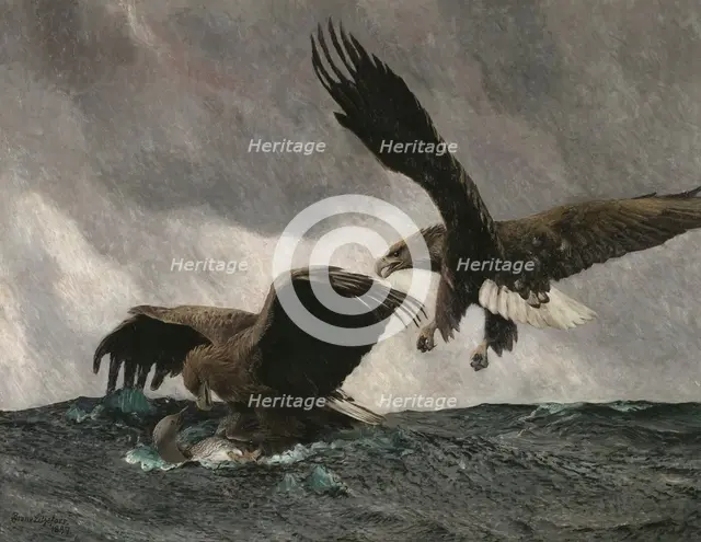 Sea Eagles, 1897. Creator: Bruno Liljefors.