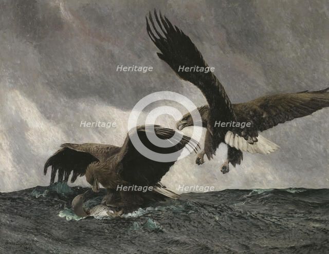 Sea Eagles, 1897. Creator: Bruno Liljefors.