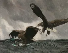 Sea Eagles, 1897. Creator: Bruno Liljefors
