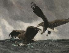 Sea Eagles, 1897. Creator: Bruno Liljefors