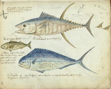 Sea fishing, 1778-1779. Creator: Jan Brandes