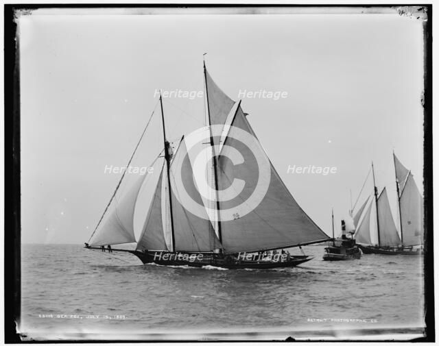 Sea Fox, 1889 July 15. Creator: Unknown.
